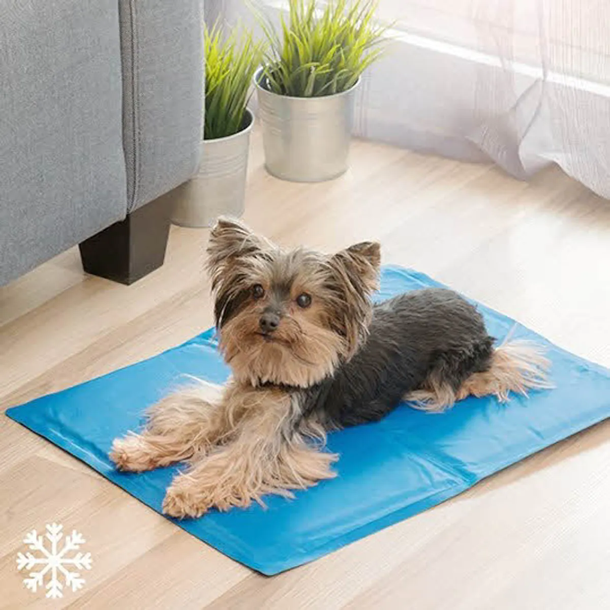 Ein kleiner Hund liegt auf einer blauen Kühlmatte im Wohnraum.